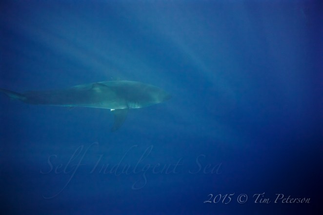 Biteface 1st Glimpse! Guadalupe 15'