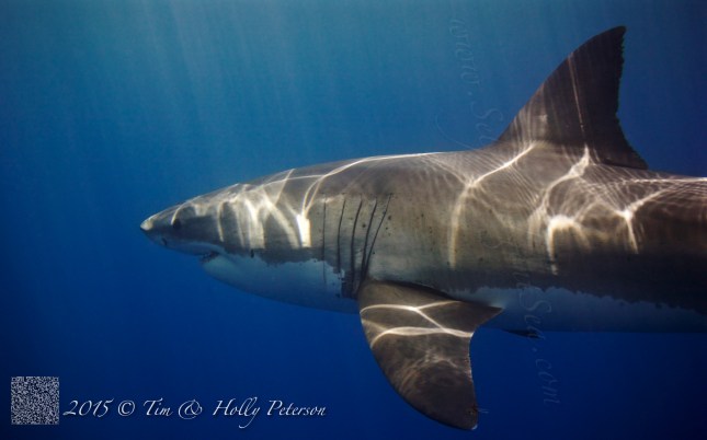 Kinky Guadalupe 2015