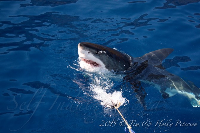 Top side Guadalupe 15'